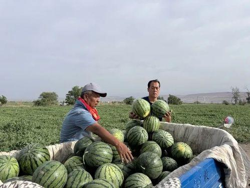 王澍吃瓜,揭秘娱乐圈幕后故事