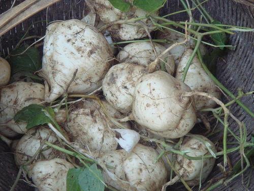 吃瓜达人59,瓜界风云人物深度解析