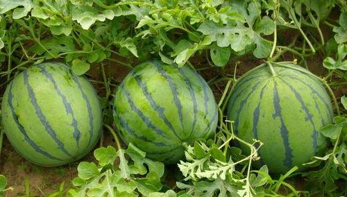 可乐吃瓜的视频,轻松解锁快乐时光！