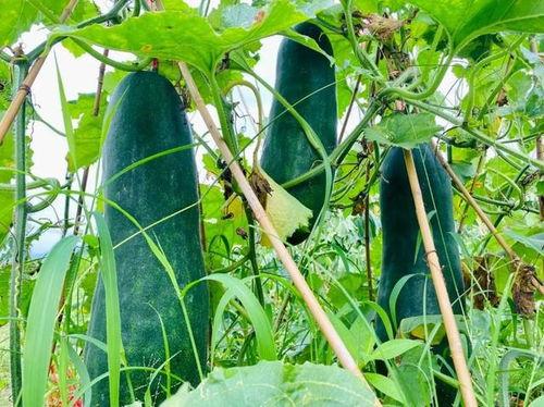 吃瓜劲爆群,揭秘网络社交背后的狂欢与争议