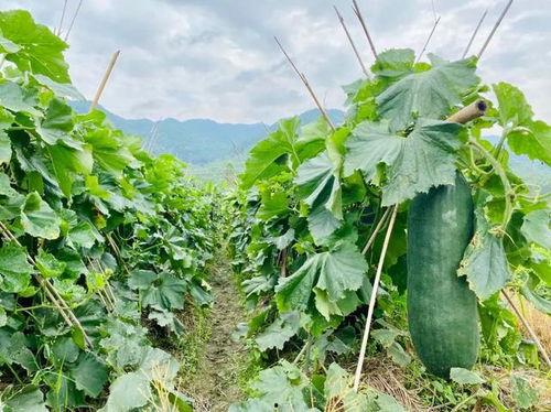 吃瓜劲爆群,揭秘网络社交背后的狂欢与争议