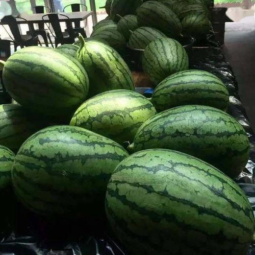 吃吐瓜,探寻独特风味与口感