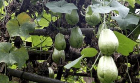 茎瓜产妇可以吃吗,茎瓜是否适宜食用