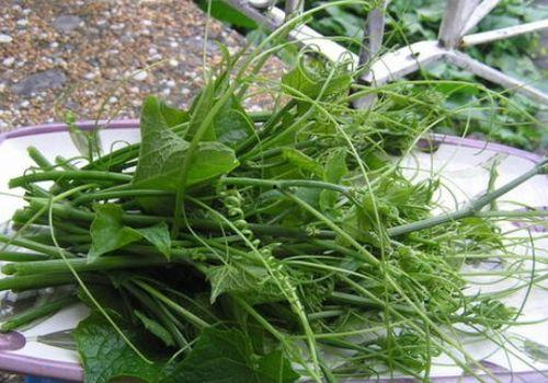 茎瓜产妇可以吃吗,茎瓜是否适宜食用