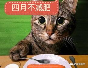 瓜洲牧猫条会吃死吗,揭秘其安全性及食用风险