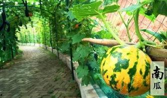 吃瓜好玩图片,趣味吃瓜图鉴