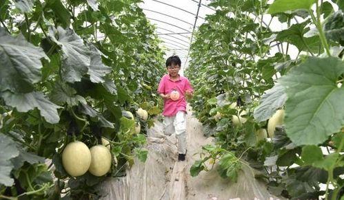 蜜瓜节吃瓜视频,年度吃瓜狂欢视频大赏