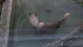 吃瓜投喂,揭秘娱乐圈背后的温馨互动