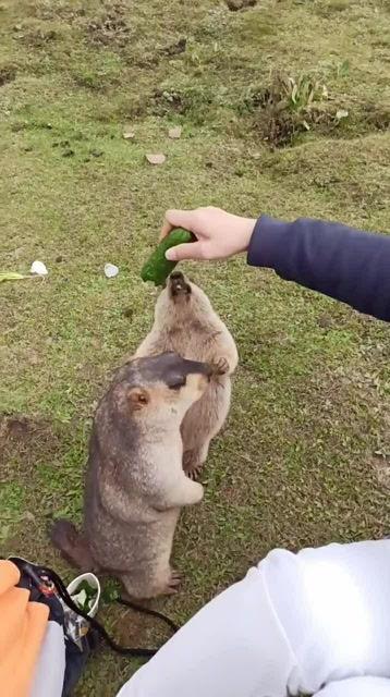 吃瓜投喂,揭秘娱乐圈背后的温馨互动