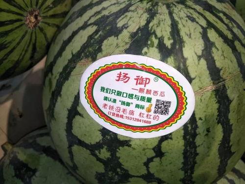 骑车吃瓜,品味生活点滴——骑车吃瓜记