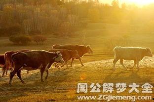 梦见放牛吃瓜,放牛吃瓜的奇幻之旅