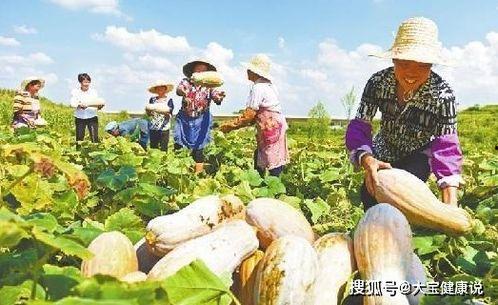 辛苦爸妈种瓜吃瓜,爸妈种瓜，我们吃瓜的幸福时光