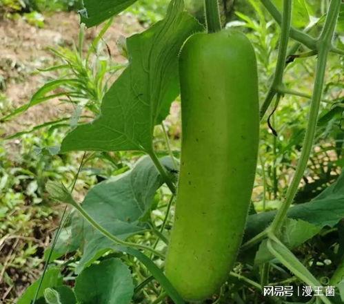 瓠子瓜如何吃,解锁健康美味新体验