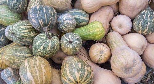 陇南女吃瓜,揭秘当地独特的饮食文化