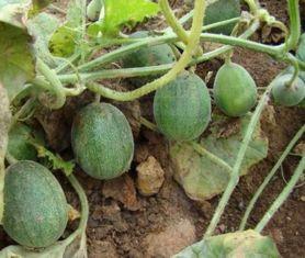 屎瓜葫芦的籽可以吃吗,揭秘可食用之谜