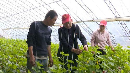 饶河县吃瓜,瓜果飘香，品味田园生活