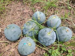 饶河县吃瓜,瓜果飘香，品味田园生活