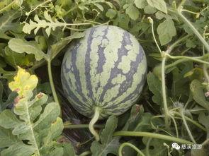 吃瓜西交大,揭秘校园里的那些“瓜”