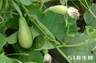 糖尿病人吃老瓜好吗,糖尿病人群食用老瓜的适宜性探讨