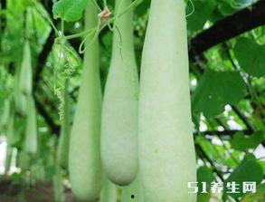 糖尿病人吃老瓜好吗,糖尿病人群食用老瓜的适宜性探讨