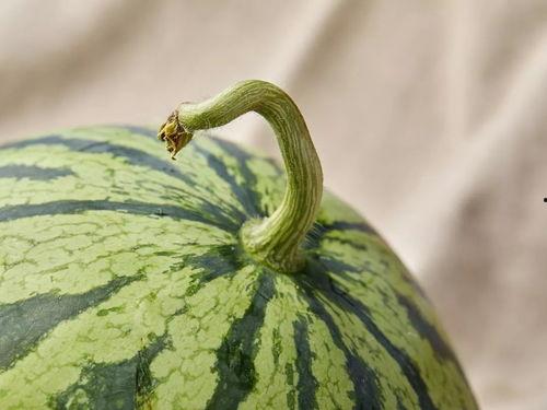 挂人吃瓜,揭秘网络舆论场的狂欢与争议