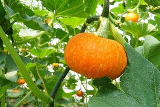 哈密瓜三蔓二果吃瓜,高效种植秘诀解锁丰收之门